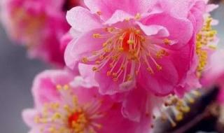 观赏梅花的品种 梅花有哪些品种